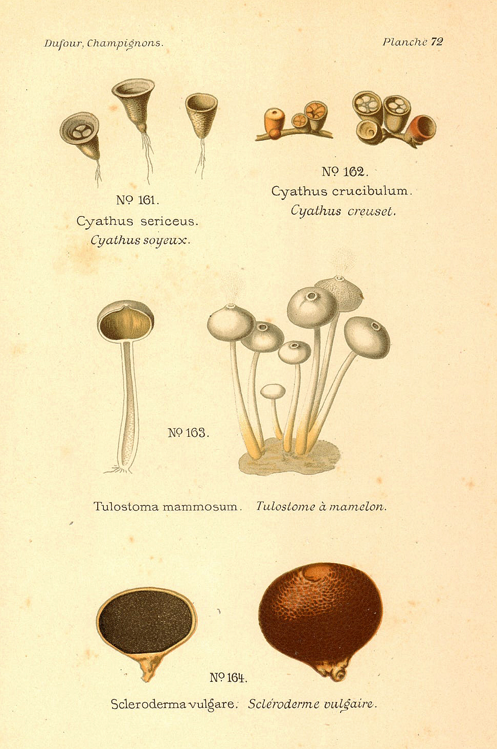 Planche de mycologie de Léon Marie Dufour n° 72.