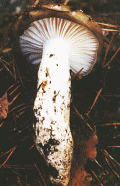 Hygrophore limace.