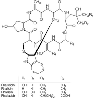 Amanite phalloïde. Molécule de phalloïdine