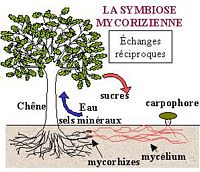 Cèpe de Bordeaux. Symbiose mycorizienne. Cliquer pour agrandir l'image.