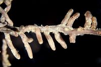 Mycorhize de la russule xérampéline et de l'épicéa. Cliquer pour agrandir l'image.