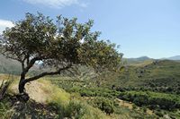 Le village d’Assomatos en Crète. La vallée du Megalopotamos près de Kato Preveli. Cliquer pour agrandir l'image dans Adobe Stock (nouvel onglet).