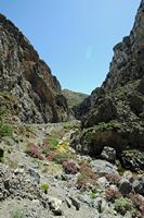 La ville de Spili en Crète. Le fleuve Megalopotamos dans les gorges Kourtaliotiko. Cliquer pour agrandir l'image dans Adobe Stock (nouvel onglet).