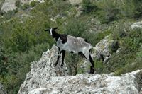 La flore et la faune de la Grèce. Chèvre sauvage, Asklepeio. Cliquer pour agrandir l'image.