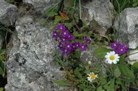 La flore et la faune de la Grèce. Fleur, mont Profitis Ilias. Cliquer pour agrandir l'image.