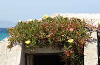 La flore et la faune de la Grèce. Plante grasse, plante, village de Kremasti. Cliquer pour agrandir l'image.