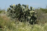 La flore et la faune de la Grèce. Cactus, plante, village de Kremasti. Cliquer pour agrandir l'image.