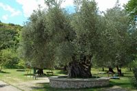 Olive-tree at monastery in St. Nicholas-Fountoukli Rhodes. Click to enlarge the image.