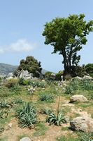La flore et la faune de l’île de Crète. Asphodèle ramifié (Asphodelus ramosus) près de Kallikratis. Cliquer pour agrandir l'image.