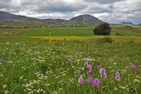 Le village d’Amari en Crète. Orchis italica sur le plateau du Gious Kampos (auteur Andloukakis). Cliquer pour agrandir l'image.