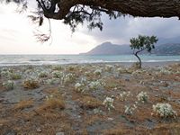 Le village de Plakias en Crète. Lis maritimes (Pancratium maritimum) sur la plage (auteur Olaf Tausch). Cliquer pour agrandir l'image.