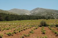 Wijngaarden van het dorp van Siana in Rhodos. Klikken om het beeld te vergroten.