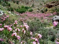 Le village de Zakros en Crète. Lauriers roses dans la vallée des Morts (auteur Dinkum). Cliquer pour agrandir l'image.