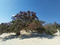 La côte sud de la commune d’Iérapétra en Crète. Genévrier sur l'île de Chryssi (auteur Tomisti). Cliquer pour agrandir l'image.