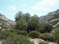 La ville de Mirès en Crète. Palmiers de Crète dans les gorges de Martsalo (auteur Pascal Mullon). Cliquer pour agrandir l'image.