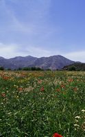Le plateau du Lassithi en Crète. Champ fleuri. Cliquer pour agrandir l'image.