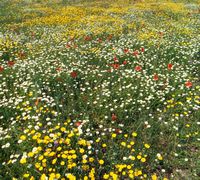 Le plateau du Lassithi en Crète. Champ fleuri. Cliquer pour agrandir l'image.