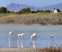 Pink flamingos on lake in Kos Alikes (author Atli Hardarson). Click to enlarge the image in Flickr (new tab).