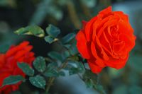 Quinta Jardins do Imperador à Madère. Rose rouge. Cliquer pour agrandir l'image dans Adobe Stock (nouvel onglet).
