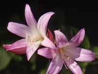 Amaryllis rose (Amaryllis belladonna), levada. Cliquer pour agrandir l'image.