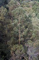 Le Jardin botanique de Madère. Bois d'eucalyptus sous téléphérique. Cliquer pour agrandir l'image.