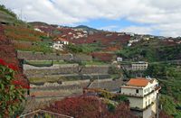 Le village d'Estreito de Câmara de Lobos à Madère. Vigne de malvoisie. Cliquer pour agrandir l'image.