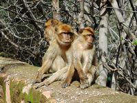 La flore et la faune du Maroc. Macaque berbère, macaca sylvanus, Ouzoud. Cliquer pour agrandir l'image dans Adobe Stock (nouvel onglet).