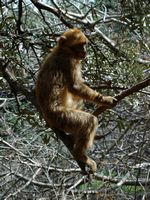 La flore et la faune du Maroc. Macaque berbère, macaca sylvanus, Ouzoud. Cliquer pour agrandir l'image.