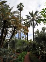 Garten von Palmenbäumen. Klicken, um das Bild zu vergrößern.