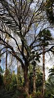 Garten von Palmenbäumen. Klicken, um das Bild zu vergrößern.