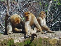 La ville d'Azilal au Maroc. Macaques berbères, cascades d'Ouzoud. Cliquer pour agrandir l'image.