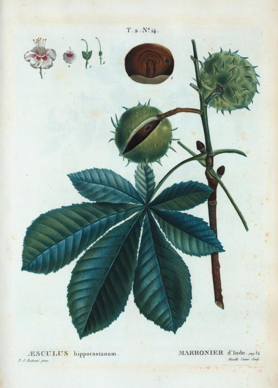 aesculus hippocastanum (marronier d'inde)