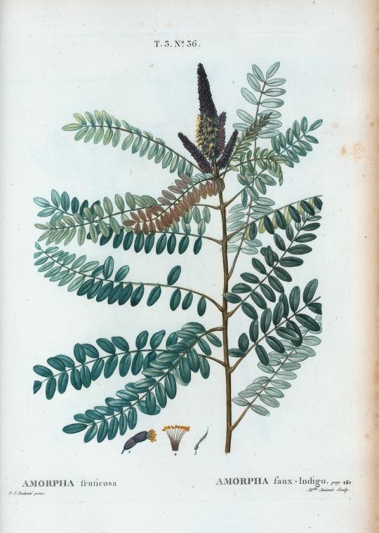 amorpha fruticosa (amorpha faux-indigo)