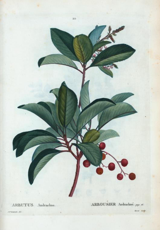 arbutus andrachne (arbousier andrachne)