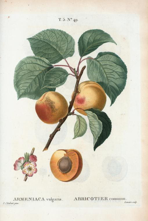armeniaca vulgaris (abricotier commun)