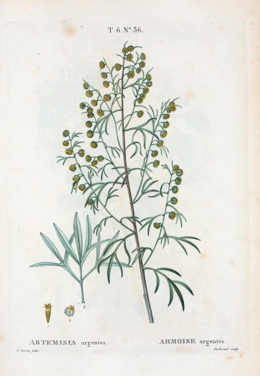 artemisia argentea (armoise argentee)