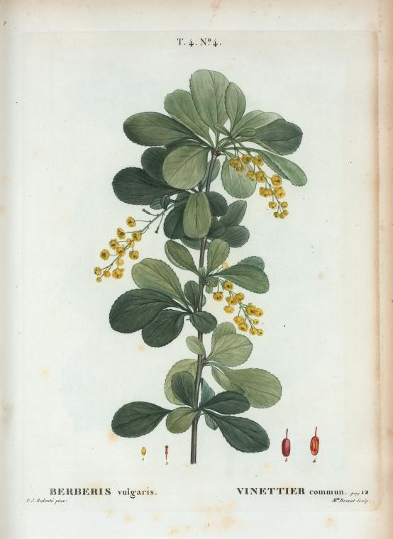 berberis vulgaris (vinettier commun)