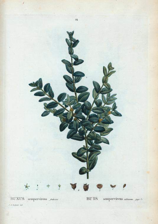 buxus sempervirens fruticosa (buis sempervirens arbrisseau)