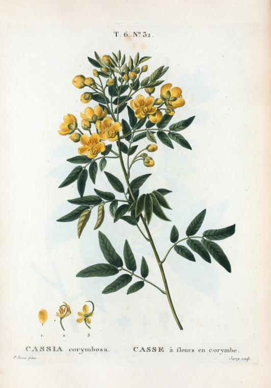 Cassia corymbosa (casse à fleurs en corymbe)