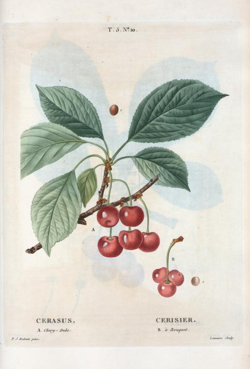 Cerasus (cerisier, a- chery-duke, b- à bouquet)