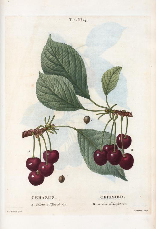 Cerasus (cerisier, a- griotte à l'eau de vie, b- tardive d'angleterre)