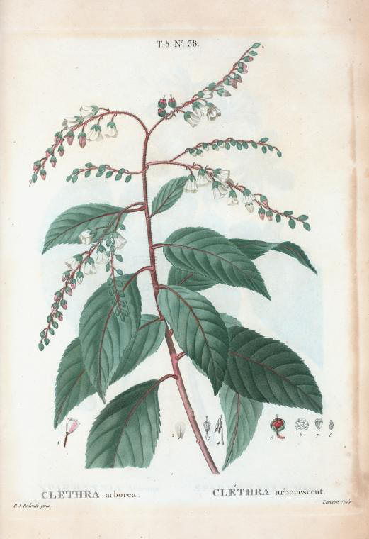 Clethera arborea (clethra arborescent)
