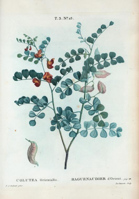 Colutea orientalis (baguenaudier d'orient)