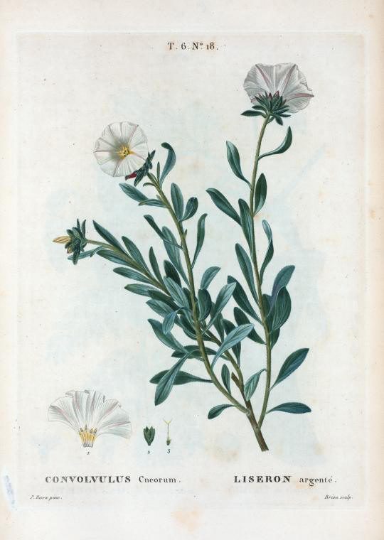 Convolvulus cneorum (liseron argente)