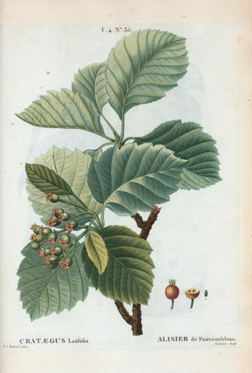 Crataegus latifolia (alisier de fontainebleau)