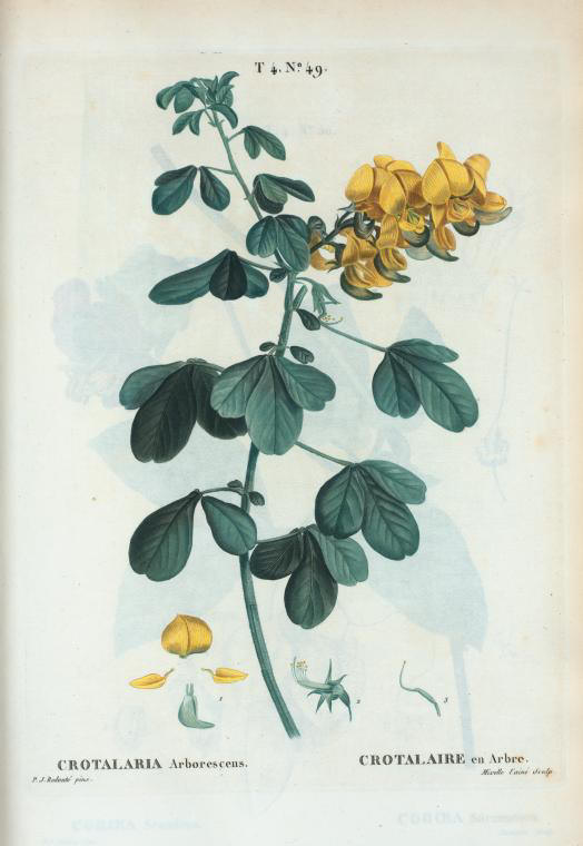 Crotalaria arborescens (crotalaire en arbre)
