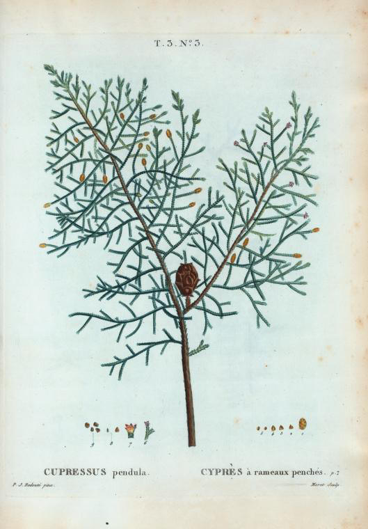 Cupressus pendula (cyprés à rameaux penchés)
