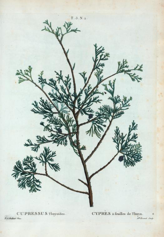 Cupressus thuyoides (cyprés à feuilles de thuya)