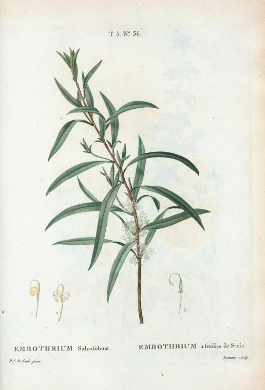 embothrium salicifolium (embothrium à feuilles de saule)