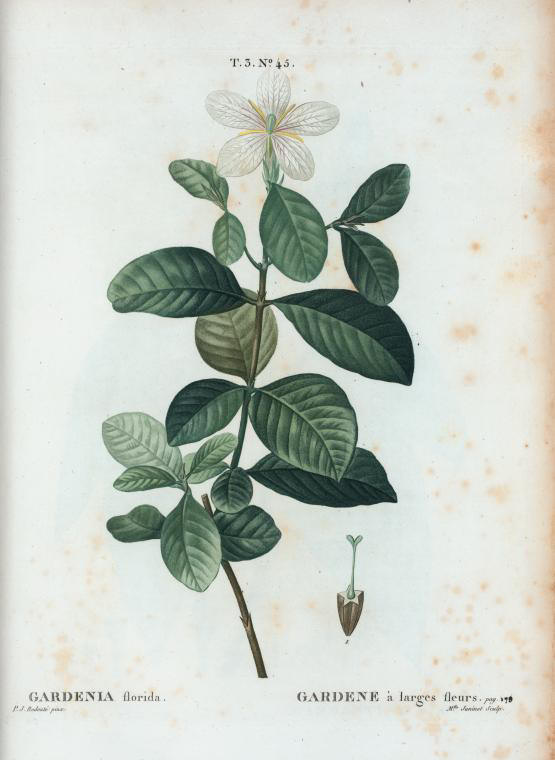 gardenia florida (gardène à larges fleurs)